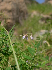 Vicia disperma