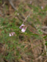 Vicia disperma