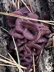 Ascocoryne sarcoides