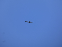 Buteo albigula