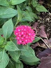Pentas