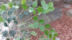 Diospyros nummularia
