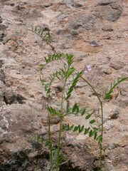 Vicia disperma