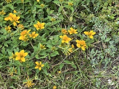 Sclerocarpus uniserialis