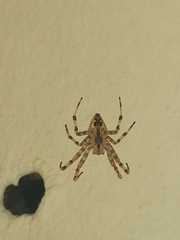 Araneus diadematus