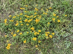 Sclerocarpus uniserialis