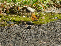 Argynnis