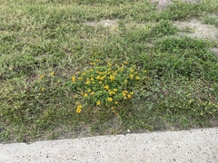 Sclerocarpus uniserialis