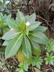 Impatiens sodenii