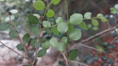 Diospyros nummularia