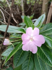 Impatiens sodenii