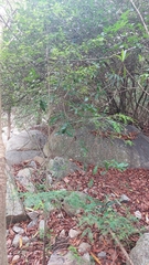 Diospyros nummularia