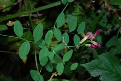Vicia dumetorum