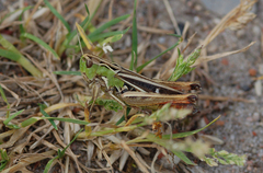 Stenobothrus lineatus