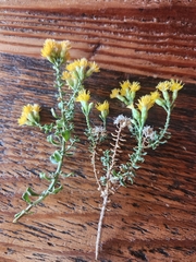 Ericameria cuneata