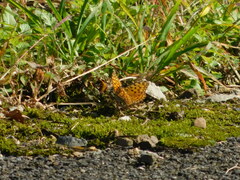 Argynnis