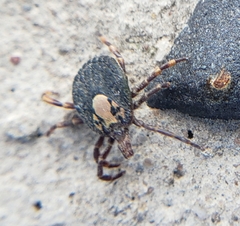 Amblyomma hebraeum