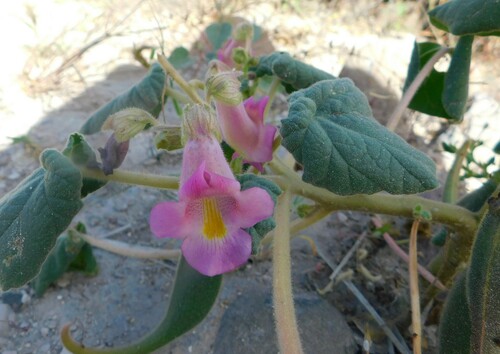 Doubleclaw (Proboscidea parviflora)