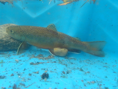 Salvelinus fontinalis image