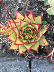 Echeveria agavoides
