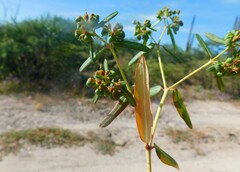 Euphorbia trachysperma
