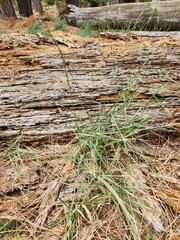 Thinopyrum intermedium