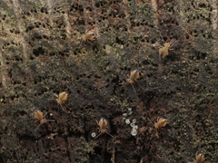 Dicyrtomina ornata