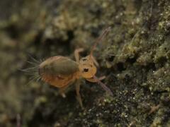 Dicyrtomina ornata