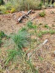 Thinopyrum intermedium