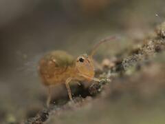 Dicyrtomina ornata