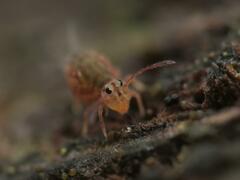 Dicyrtomina ornata