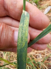 Thinopyrum intermedium