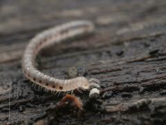 Blaniulidae