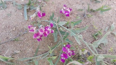 Dolichos hastiformis