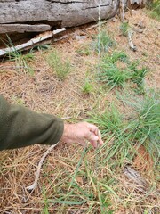 Thinopyrum intermedium