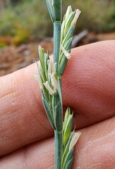 Thinopyrum intermedium