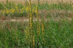 Verbascum nigrum