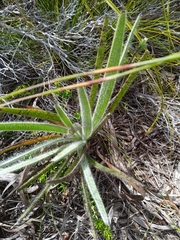 Hypoxis villosa