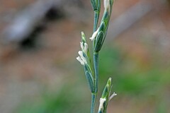 Thinopyrum intermedium