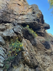 Ericameria cuneata