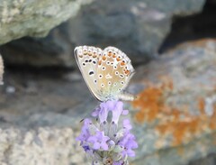 Polyommatus bellargus