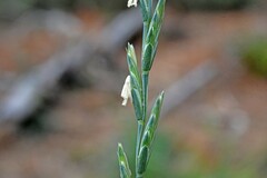 Thinopyrum intermedium