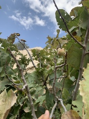 Ficus carica rupestris