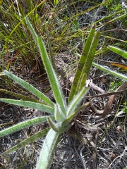 Hypoxis villosa