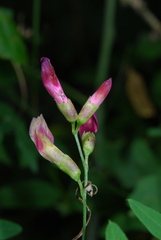 Vicia dumetorum