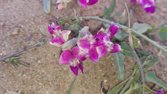 Dolichos hastiformis