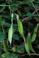 Vicia dumetorum