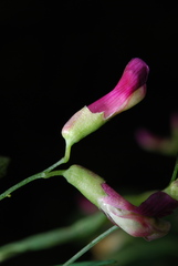 Vicia dumetorum