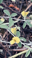 Calobota