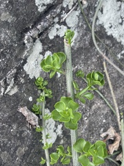 Senecio viminalis